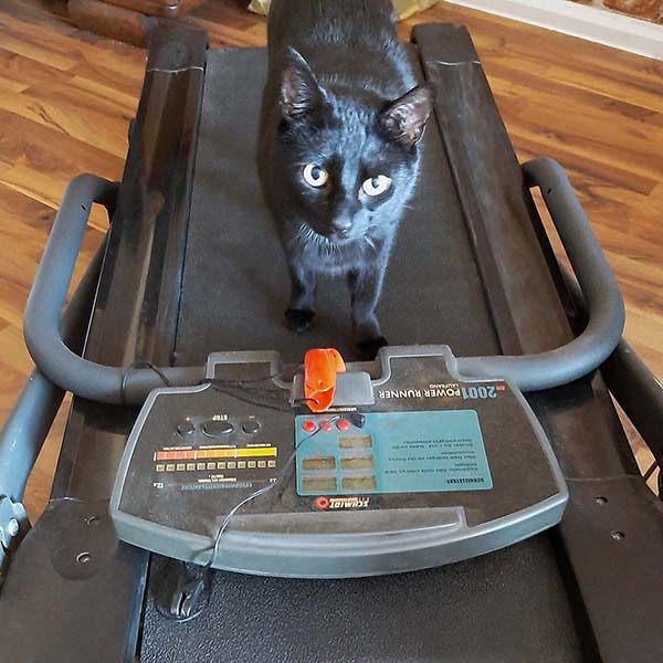 Katze auf Laufband Personal Training für alle
